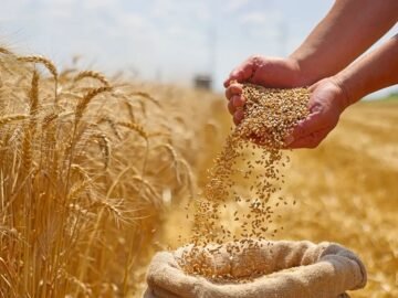 قمح5901f271-cf3f-452a-b423-4c47ee32f4e5