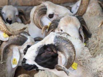 أكباش-العيد