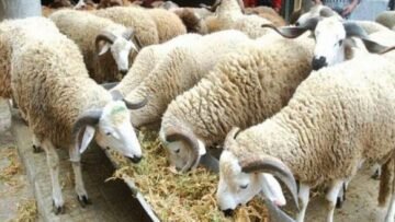 WhatsApp Image 2025-05-14 at 12.33.28