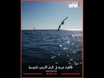 خاص: [ID: 1LxBCpr7528] Youtube Automatic